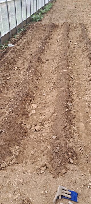 자연애 대풍농장님의 상추 · 자유게시판 작성글 사진