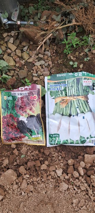 자연애 대풍농장님의 상추 · 자유게시판 작성글 사진