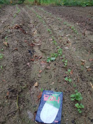 당근한개님의 기타작물 · 자유게시판 작성글 사진