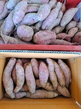 팜모닝 고구마·영농일지 게시글 이미지