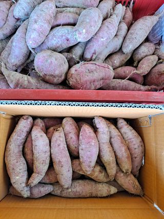 박손분님의 고구마 · 영농일지 작성글 사진