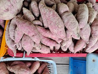 박손분님의 고구마 · 영농일지 작성글 사진