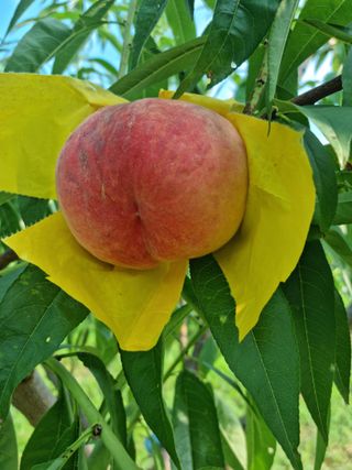 햇사레맨(이용삼)님의 O학년 △반 이세요? · 참여글 작성글 사진