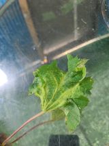 팜모닝 포도·병해충상담 게시글 이미지