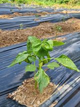 팜모닝 들깨·병해충상담 게시글 이미지