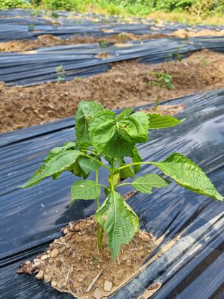 조호곤님의 들깨 · 병해충상담 작성글 사진