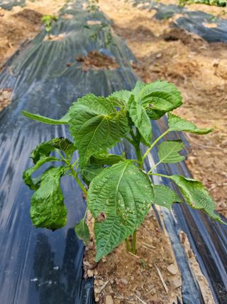 조호곤님의 들깨 · 병해충상담 작성글 사진