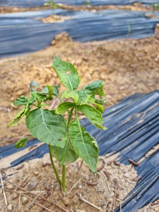 조호곤님의 들깨 · 병해충상담 작성글 사진
