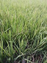 팜모닝 O학년 △반 이세요?·참여글 게시글 이미지