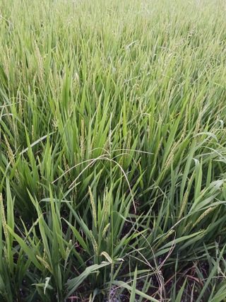 참나무님의 O학년 △반 이세요? · 참여글 작성글 사진