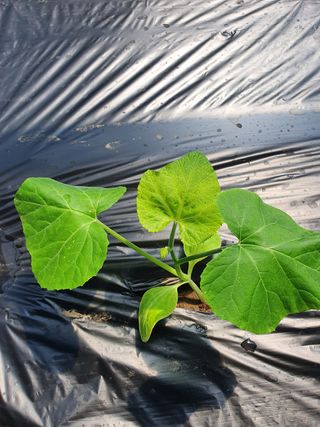 대구 애호박님의 호박 · 병해충상담 작성글 사진