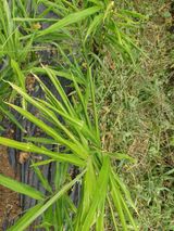 팜모닝 기타작물·병해충상담 게시글 이미지