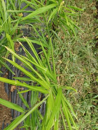 상추14154님의 기타작물 · 병해충상담 작성글 사진