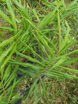 상추14154님의 기타작물 · 병해충상담 작성글 사진