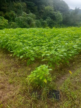 김연수님의 들깨 · 자유게시판 작성글 사진