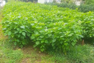 김연수님의 들깨 · 자유게시판 작성글 사진