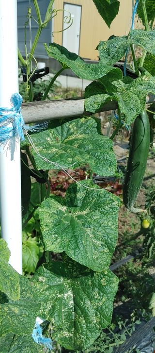 하늘땅농부님의 오이 · 병해충상담 작성글 사진