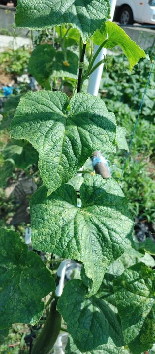 하늘땅농부님의 오이 · 병해충상담 작성글 사진