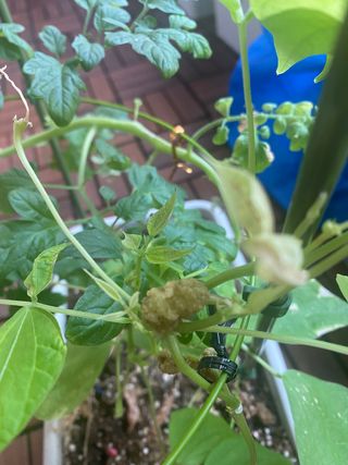 데이빗님의 콩 · 병해충상담 작성글 사진