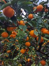 팜모닝 O학년 △반 이세요?·참여글 게시글 이미지