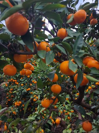 수림향(오시창)님의 O학년 △반 이세요? · 참여글 작성글 사진