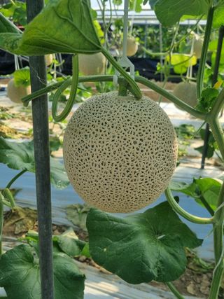 행복이맘님의 O학년 △반 이세요? · 참여글 작성글 사진