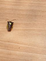 팜모닝 고추·병해충상담 게시글 이미지