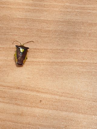 김채현 님의 고추 · 병해충상담 작성글 사진