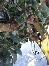 팜모닝 옥수수·자유게시판 게시글 이미지