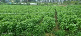 양성천님의 O학년 △반 이세요? · 참여글 작성글 사진