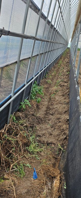 김지연님의 토마토 · 토양준비 작성글 사진