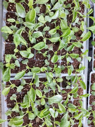 유병욱님의 벼 · 영농일지 작성글 사진