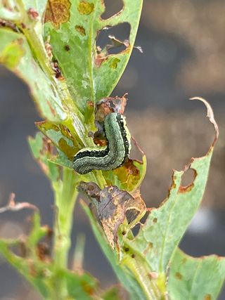 JJ올리브님의 기타작물 · 병해충상담 작성글 사진