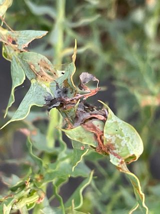 JJ올리브님의 기타작물 · 병해충상담 작성글 사진