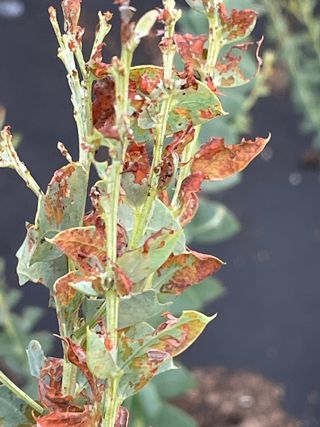 JJ올리브님의 기타작물 · 병해충상담 작성글 사진