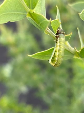 JJ올리브님의 기타작물 · 병해충상담 작성글 사진
