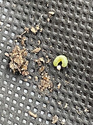 JJ올리브님의 기타작물 · 병해충상담 작성글 사진