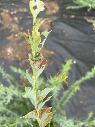 JJ올리브님의 기타작물 · 병해충상담 작성글 사진