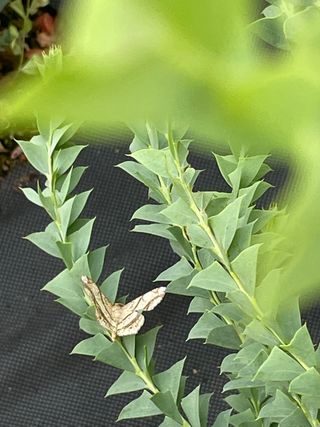 JJ올리브님의 기타작물 · 병해충상담 작성글 사진