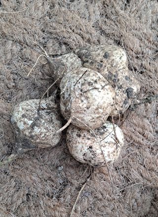 귀농 4년/지성훈님의 자유주제 · 자유게시판 작성글 사진