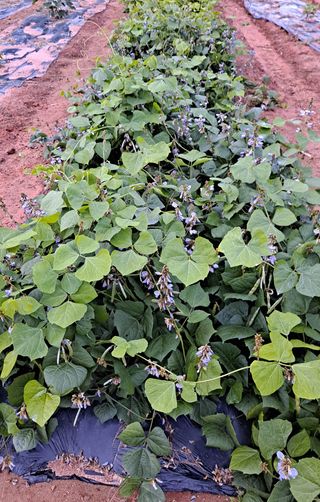 귀농 4년/지성훈님의 자유주제 · 자유게시판 작성글 사진