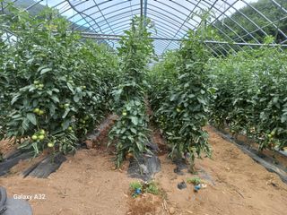 알 수 없음님의 토마토 · 생장기 농작업 작성글 사진