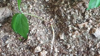 이용진님의 기타작물 · 병해충상담 작성글 사진