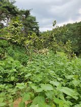 팜모닝 O학년 △반 이세요?·참여글 게시글 이미지