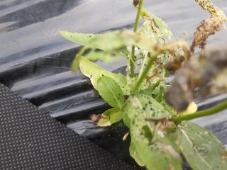 고성해솔농원님의 기타작물 · 병해충상담 작성글 사진