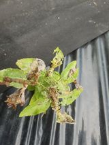 팜모닝 기타작물·병해충상담 게시글 이미지