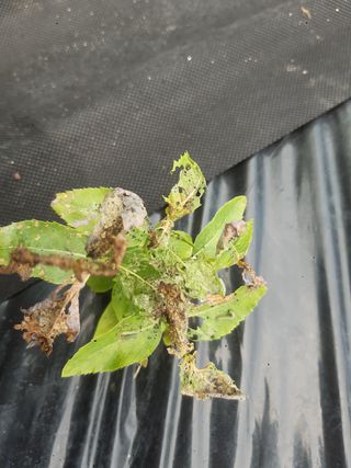 고성해솔농원님의 기타작물 · 병해충상담 작성글 사진