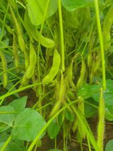 팜모닝 O학년 △반 이세요?·참여글 게시글 이미지