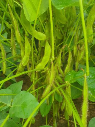 엘림농장님의 O학년 △반 이세요? · 참여글 작성글 사진