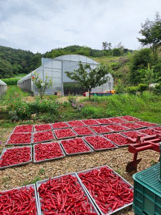 엘림농장님의 O학년 △반 이세요? · 참여글 작성글 사진
